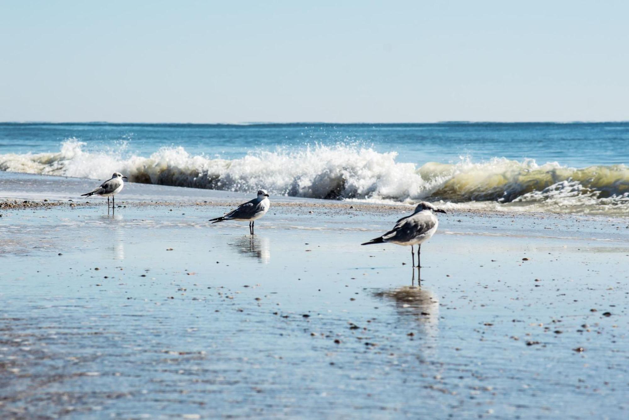 Beautiful Views And Just Steps To The Beach - #38 Sleeps 7 غولف شورز المظهر الخارجي الصورة